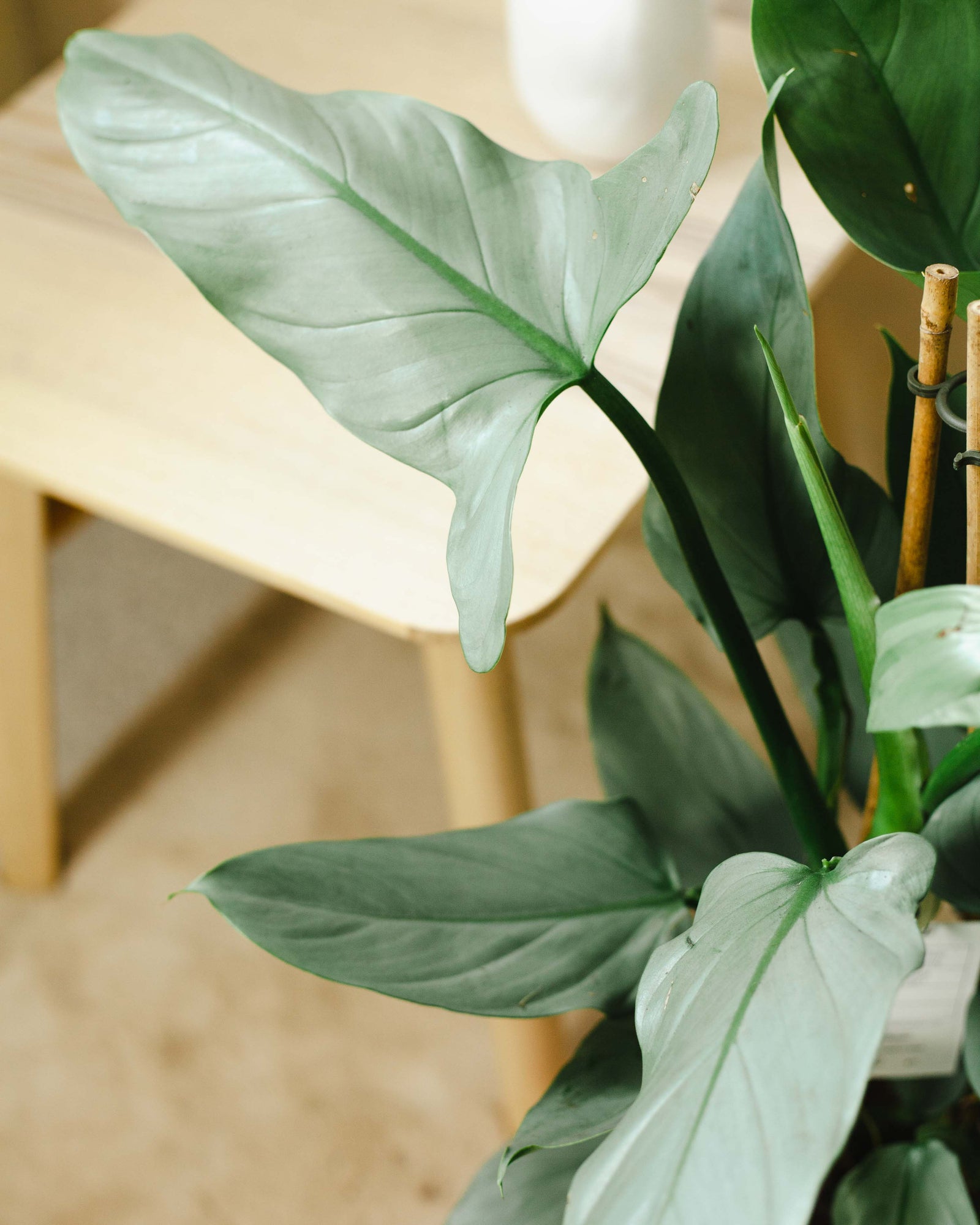 🌱 Filodendron (Philodendron hastatum 'Sliver queen')