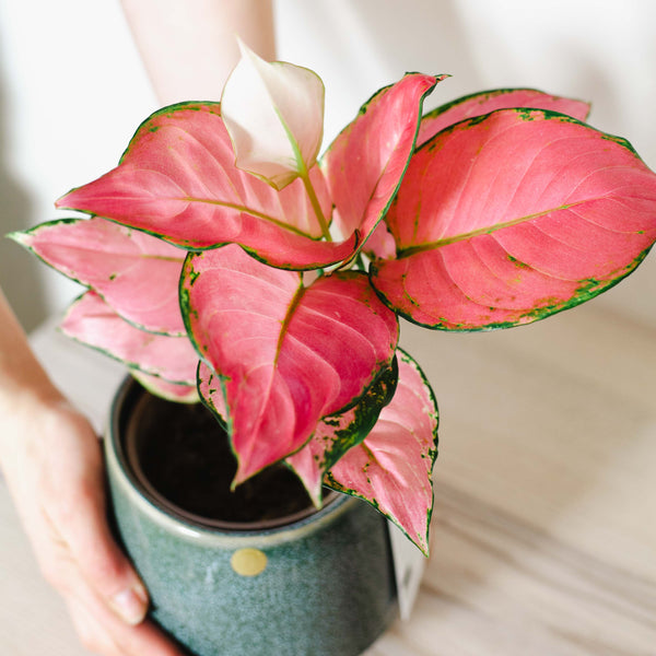 aglaonema kwiat Aglaonema 'Pink Star'