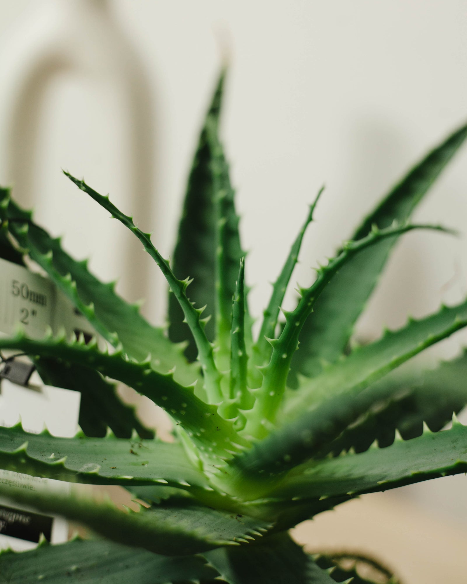 Aloe arborescens (Aloes drzewiasty)
