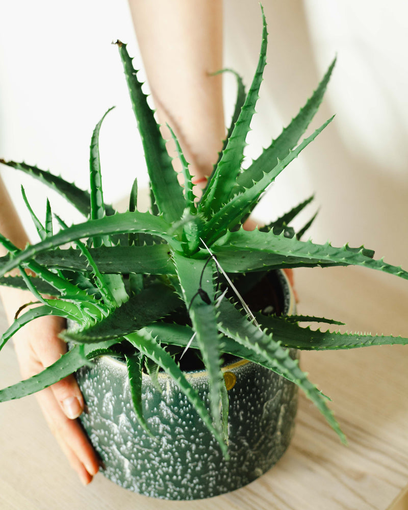 Aloe arborescens (Aloes drzewiasty)