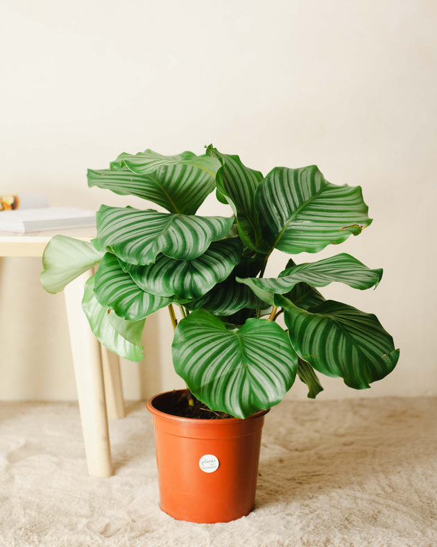 Calathea orbifolia