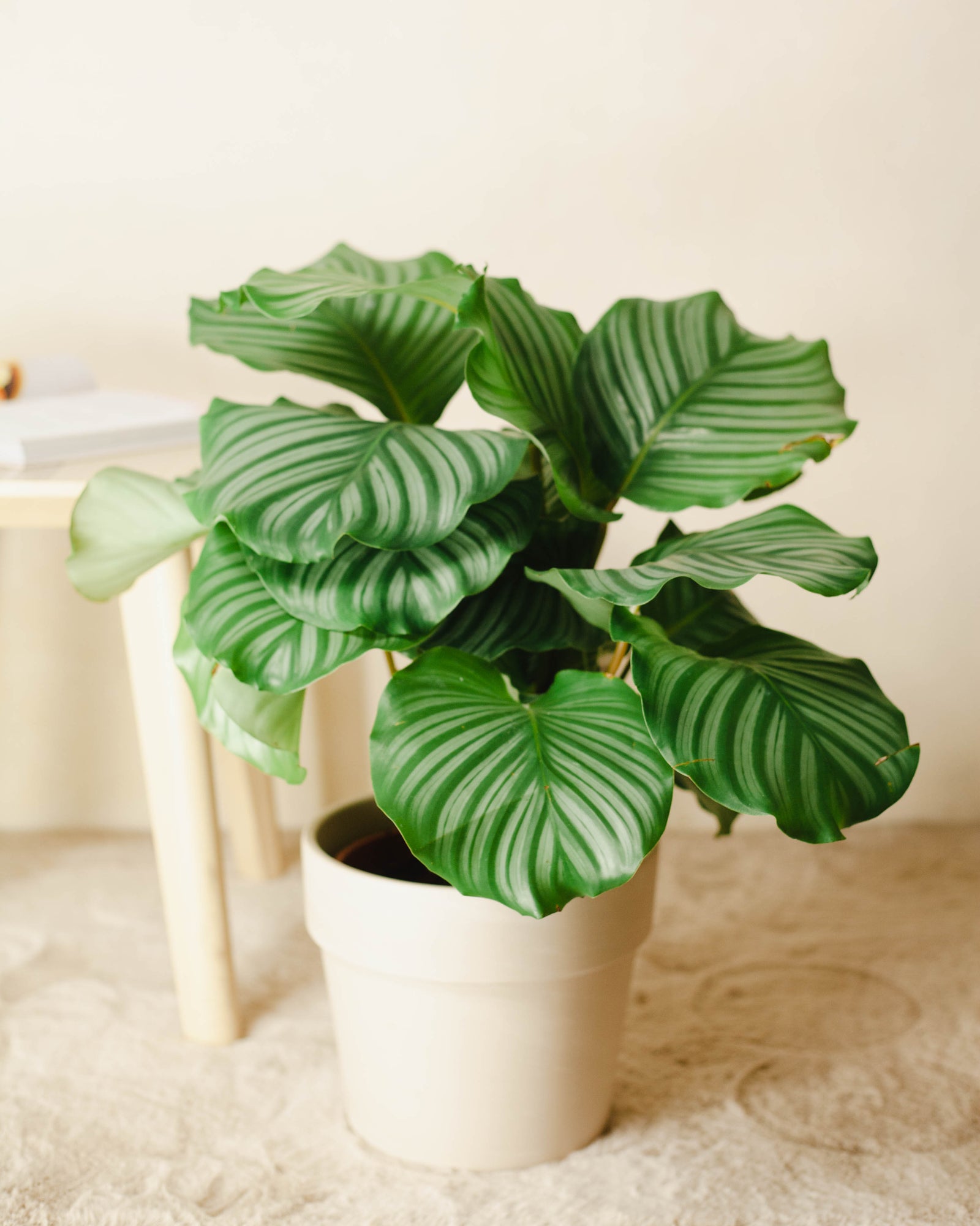 Kup Kalateę okrągłolistną (Calathea orbifolia)