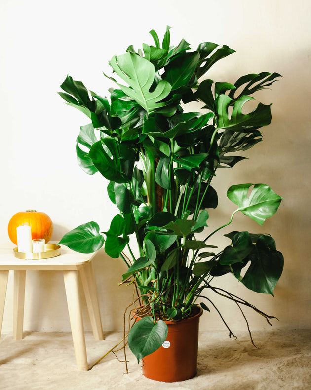 Monstera deliciosa z Cissusem