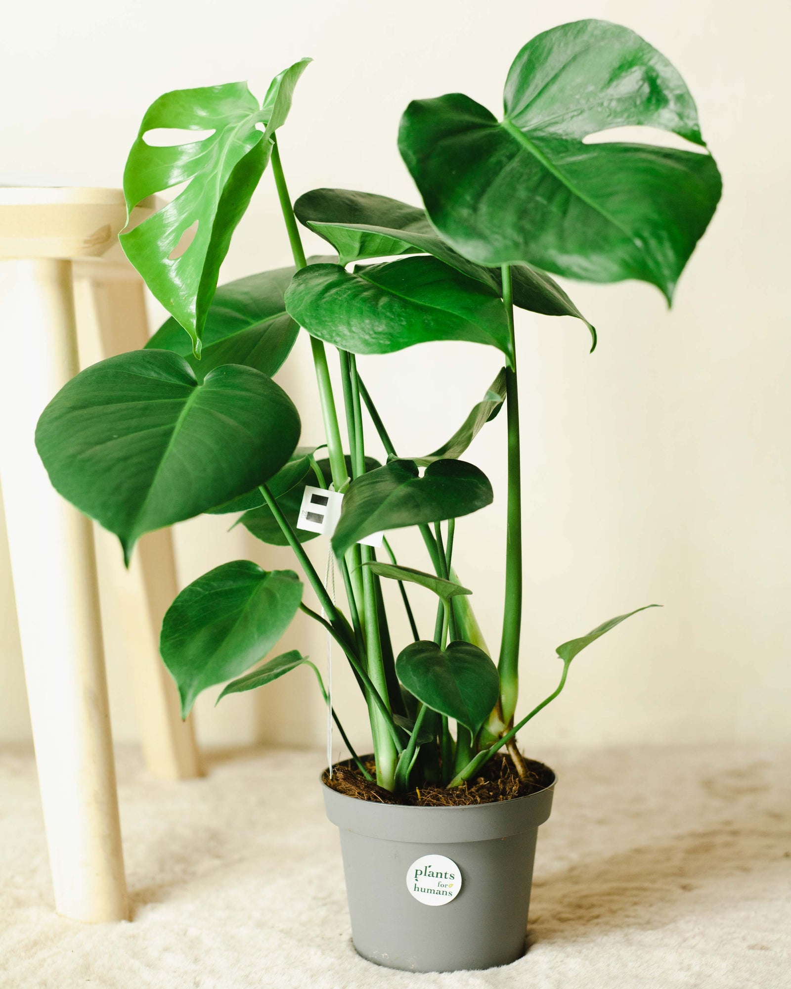 Monstera deliciosa | Wiele rozmiarów