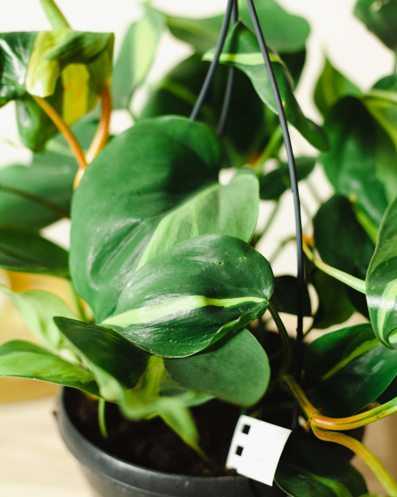 Filodendron (Philodendron brasil)