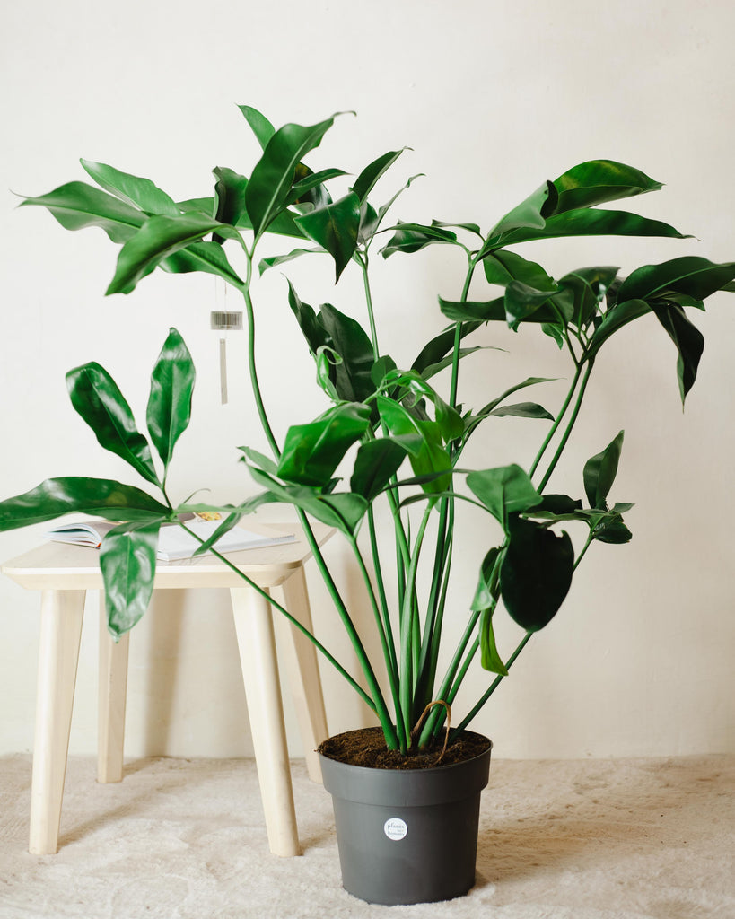 🌱 Filodendron (Philodendron 'Green Wonder')