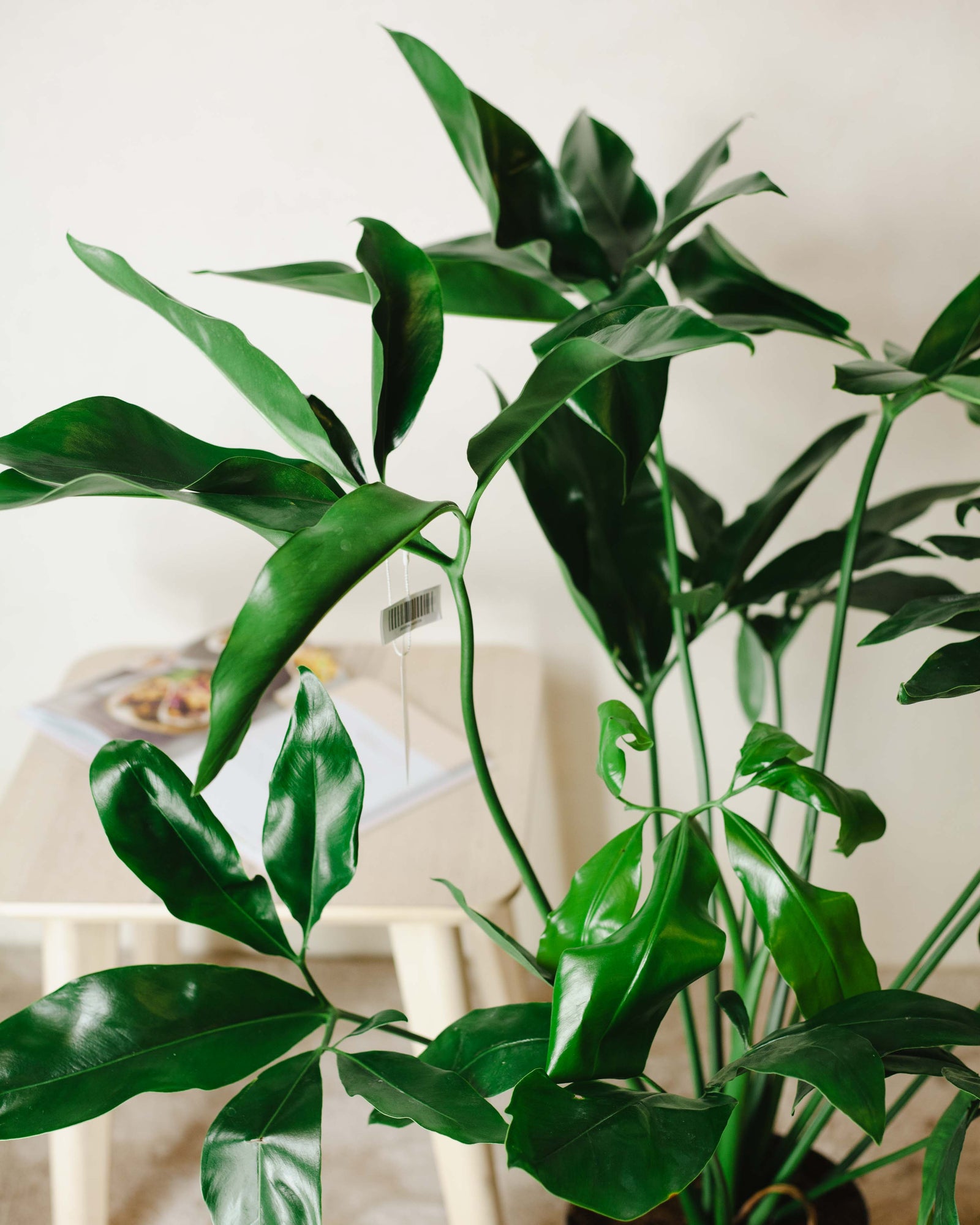 🌱 Filodendron (Philodendron 'Green Wonder')