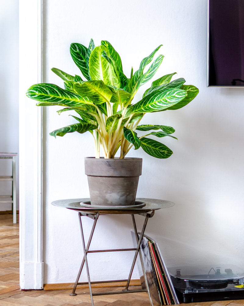 acheter aglaonema key lime 🌱 Aglaonema Key Lime – roślina z białymi łodygami – Plants For Humans