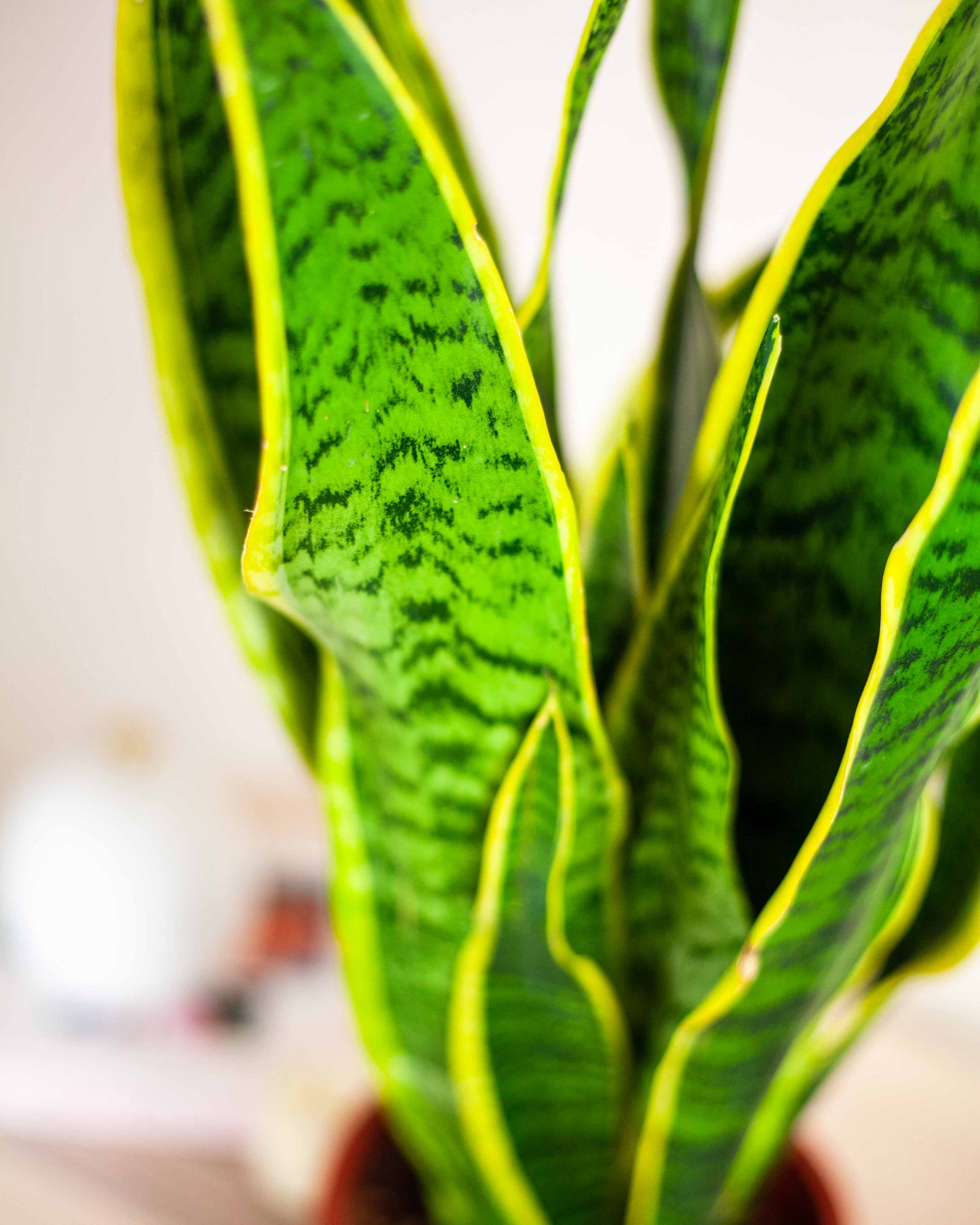 🌱 Wężownica (Sansevieria trifasciata 'Laurentii')